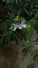 Passiflora caerulea