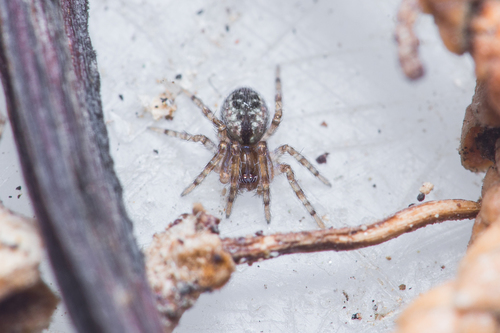 Palaearctic Backspined Meshweaver