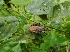 Spartocera pantomima