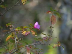 Rhododendron sichotense