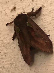 Euclea mesoamericana