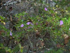 Rhododendron sichotense