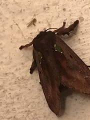 Euclea mesoamericana