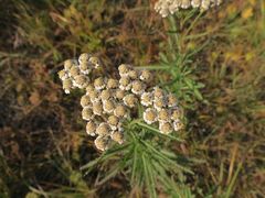 Achillea ptarmicoides
