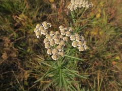Achillea ptarmicoides