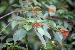 Hamelia patens image