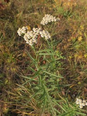 Achillea ptarmicoides