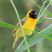 Cabanis’s Masked Weaver - Photo (c) Gigi Laidler, some rights reserved (CC BY-NC), uploaded by Gigi Laidler