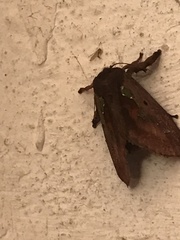 Euclea mesoamericana