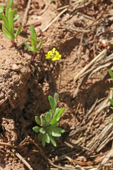 Draba albertina