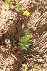 Draba albertina