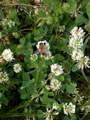 Apis mellifera