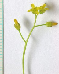 Draba albertina