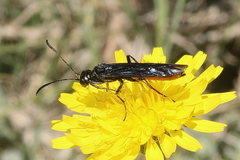 Calameuta pygmaea
