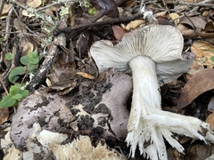 Tricholoma griseoviolaceum