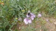 Bombus crotchii