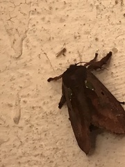 Euclea mesoamericana