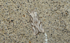 Egira crucialis