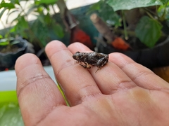 Engystomops pustulosus