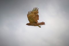 Buteo lineatus