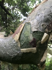 Commiphora marlothii