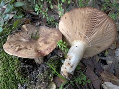 Lactarius argillaceifolius megacarpus