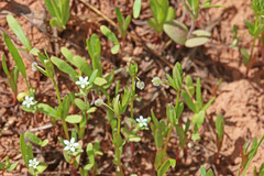Galium bifolium