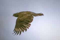 Buteo lineatus