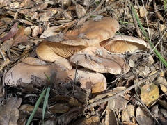 Lactarius argillaceifolius megacarpus