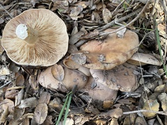 Lactarius argillaceifolius megacarpus
