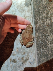 Schismaderma carens