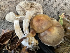 Meottomyces