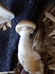 Meottomyces