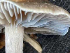 Meottomyces