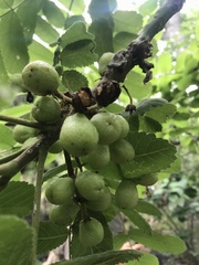 Commiphora marlothii