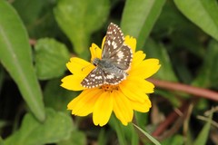 Burnsius orcynoides
