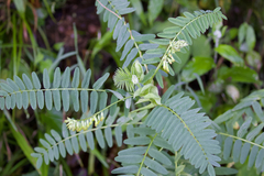 Astragalus stipulatus