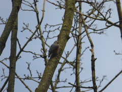 Sitta europaea