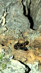 Camponotus