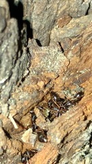 Camponotus