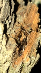 Camponotus