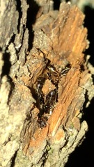 Camponotus
