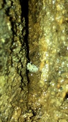 Corythucha ciliata