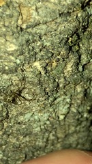 Tetragnathidae