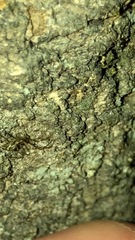 Tetragnathidae