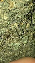Tetragnathidae