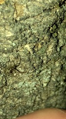 Tetragnathidae