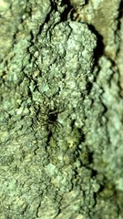Tetragnathidae