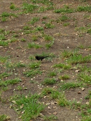 Turdus merula