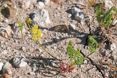 Lomatium bicolor bicolor
